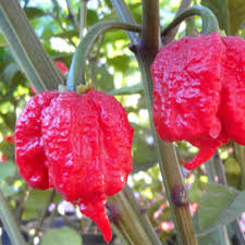 In 2017, guinness world records declared it the hottest chili pepper in the world. Carolina Reaper Reaper Pepper Magic Plant Farms