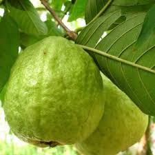 Ralali connects both corporate and individual buyers to meet thousands of products at the wholesale price level for the business and company needs from hundreds of trusted and reputable supplier. Contoh Gambar Buah Jambu Biji Gambar Buah Buahan