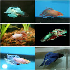 Betta Hammock That Fish Place Siamese Fighting Fish Betta Fish