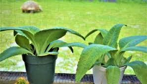 Image result for Aloe welwitschii