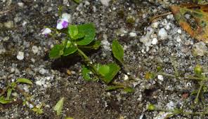 Image result for Craterostigma nummulariifolium