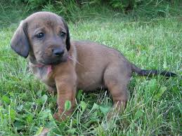 Image result for alpský brakýř jezevčíkovitý