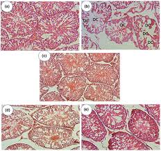 Image result for Rourea coccinea