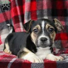 As a designer breed, labradoodle puppies combine traits from poodles and labrador retrievers. Puppies For Sale Under 500 Price Under 500 Greenfield Puppies Puppies For Sale Australian Shepherd Mix Puppies Puppies
