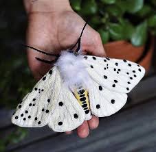 Black And White Spotted Moth Uk Pin By Beth Som On Animales Naturaleza Cute Moth Moth Butterfly