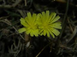 Image result for Launaea rogersii