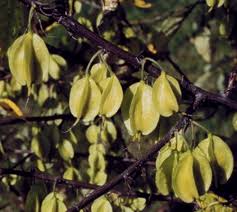 Image result for Halesia