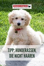 diese hunderassen haaren nicht hunderassen kleine hunde hunde rassen hunderassen