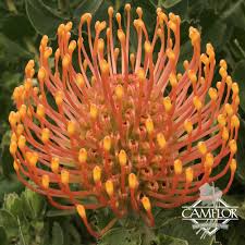 Image result for Leucospermum