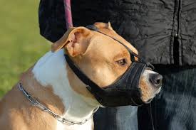 Muselière pour chien en cuir peint «flots de lave». Museliere Pour Chien Types Criteres De Choix Prix Ooreka