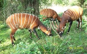 Image result for Acritochaete volkensii