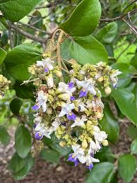 Image result for Gmelina