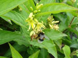Check spelling or type a new query. Baumschule Eggert Blutenstraucher Baumschulen Heckenpflanzen Diervillie Diervilla Sessilifolia Konnen Sie Bequem In Der Baumschule Eggert Online Kaufen