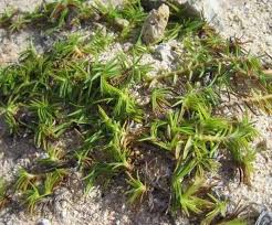 Image result for Cenchrus clandestinus