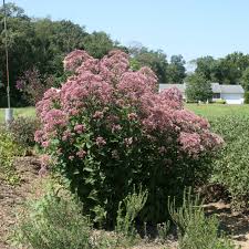 Image result for Pycreus mortonii