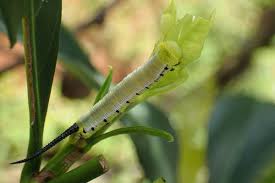 慕光之城蛾類影像查詢系統| 飛蛾資訊分享站