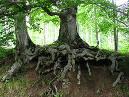 Image result for peter wohlleben