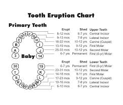 15 Bright Pediatric Tooth Chart Letters