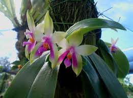 Pin On Orchids