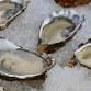 Olympia’s ANNUAL SLURP — Washington State Shellfish Trail