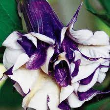 Check spelling or type a new query. Purple People Eater Angel Trumpet Michigan Bulb Co