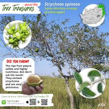 Image result for Strychnos henningsii