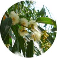 Check spelling or type a new query. Organic Spanish Essential Oils Essential Oils Labdassence