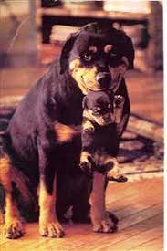 Dog Sample Topcis