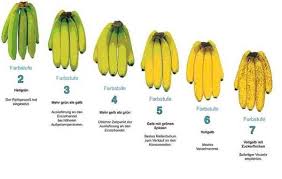 Alles Banane Bedeutung Der Gelben Nahrstoffbombe Fur Den Sport Banane Ernahrung Sport Bananen