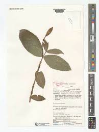 Image result for Callichilia bequaertii