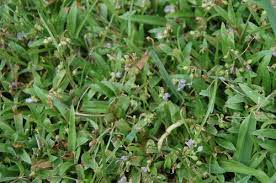 Grass With Tiny Purple Flowers
