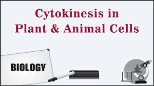 Difference between animal cell and plant cell cytokinesis. Distinguish Between The Cytokinesis Of Plant Cell And Animal Cell Biology Topperlearning Com Je3rnuduu