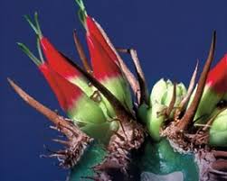 Image result for Eureiandra sp. A