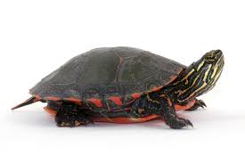 Pappochelys rosinae (schoch and sues 2015, middle triassic), was originally considered a stem turtle, but in the large reptile tree, pappochelys nests with basal placodonts. Half Shelled Prehistoric Reptile Was Early Ancestor Of Turtles Discover Magazine