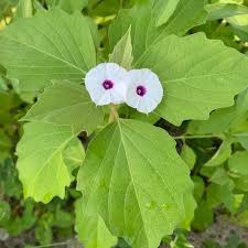 Image result for Astripomoea hyoscyamoides