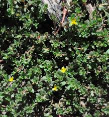 Image result for Portulaca quadrifida
