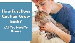 How Fast Does Cat Hair Grow Back All You Need To Know Animalfate