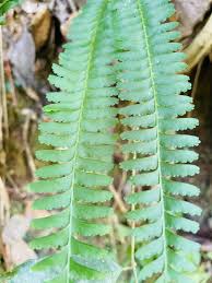 Image result for Lindsaeaceae