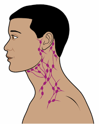 Swollen lymph nodes of the neck may be localized, where only groups of lymph nodes in the neck are enlarged. The Lymphatic System What Is It And How Does It Work Macmillan Cancer Support