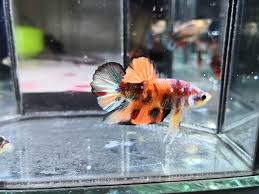 Beautiful and rare stones and decor for a 100% natural betta fish aquarium. Betta World Home Facebook