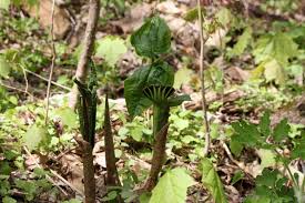 The plants are often solitary, large, and quite striking in the spring woods. Arisaema Triphyllum