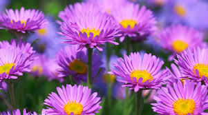 Maybe you would like to learn more about one of these? List Of Flowers In The Philippines