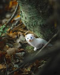 Image result for Ermine 1958 Imperial