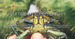 European Green Crab Washington Sea Grant