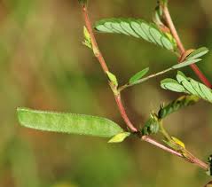 Image result for Chamaecrista paralias