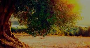 The History Of Olive Oil Italica Organic Extra Virgin Oil