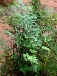 Image result for Cheilanthes viridis