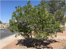 Image result for Buchnerodendron lasiocalyx