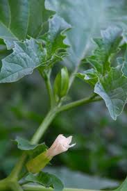 Image result for Datura ferox