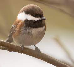 Birding in the pacific northwest has never been easier! Small Birds Of The Pacific Northwest The Bird Nerd